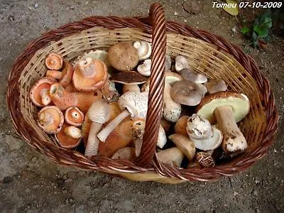 Tatil Evi Ca La Pauleta Sant Hilari Sacalm